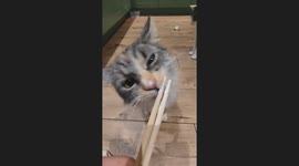 Cat unexpectedly switches focus from food to another cat in Poland