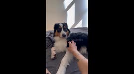 Dog’s dramatic reaction to stopped petting in Kyiv, Ukraine