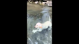 Dog enjoys swimming and playing with stones in Guizhou, China