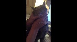 Training Murray The K to keep his adorable nose out of my business!