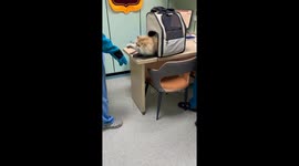 Cat resists leaving carrier at vet in Shanghai