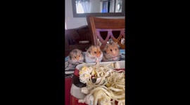 Three hamsters eat pasta together in Chile