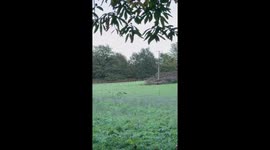 Cat and birds explore the grasslands of South Downs National Park