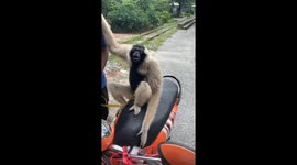 Gibbon sits on motorcycle and impresses with sounds