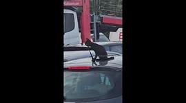 Cat plays with car antenna in Šabac
