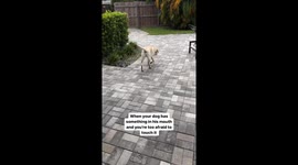 Dog swims with lizard in mouth after being thrown into pool