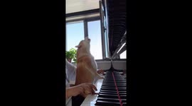 Dog howls along to piano music in video from China