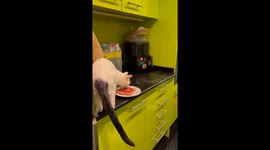 Cat steals food in Barcelona, runs away as owner chases It