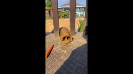 Elephant in Zhejiang uses trunk to sense and grab carrots