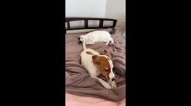 Cat plays with a dog's tail in Ukraine