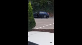 Bear and cubs raid car outside restaurant