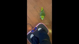 Parrot Steps on Vibration Plate