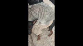 Friendly pet cat enjoys lounging on dog’s back