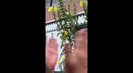 Eccentric locals clap plant to encourage flowers to bloom