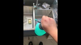 Caring owner bathes pet turtle with spray bottle