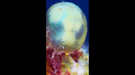 Small Crab Carries Sea Squirt