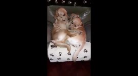 Cute dogs cuddling and wagging tails whilst being squeezed on one seat.