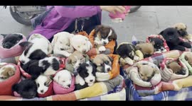 Wrapped Puppies Stall