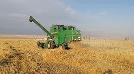 China: Harvest Wheat in Barkol