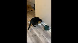 Thirsty Kitties Try to Share a Water Bowl