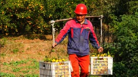 China: Orange Harvest in Yichang
