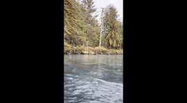 Incredible and Unexpected view of Salmon Spawning in a river in Alaska