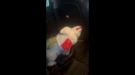 A Rooster Dressed As a Dog Dressed As a Rooster