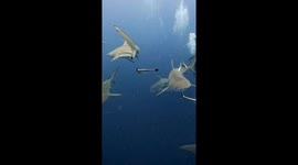 Shark's Face Gets Smacked By Another's Tail
