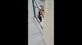 2 stray kitten on the roof, second floor, i suspect they get in from neighbour empty house(still on building)