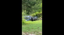 Black bear and cubs play in Gatlinburg backyard