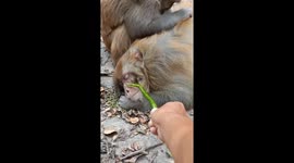 Monkey chases prankster after being teased with pepper in Hunan