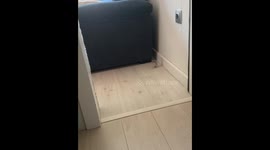 Hamster reappears after being missing for some time in Barcelona