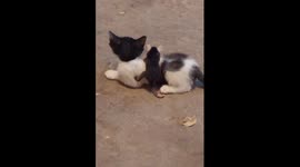 Cat carries possum on its back in Navolato, Mexico