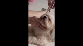 Dog Relaxes During Haircut