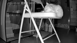 Cat French Fries falls off chair while sleeping in China
