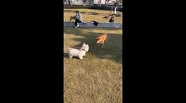 Two dogs playfully fight in Henan, China