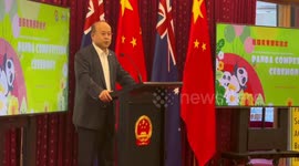 30th Panda competition highlights Australia-China cultural links