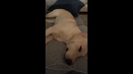 Dog in heat displays mating behavior on couch