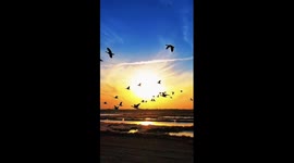 Migratory birds flock to nature reserve in China's Hebei