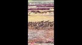 White-lipped deer spotted roaming in China's Qinghai