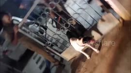 India: Dog rescue operation unfolds in southern India as fire officials free distressed canine trapped in barred gate