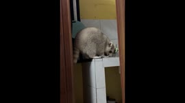 Pet racoon caught raiding family's kitchen