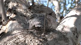 From hatching to fledging – amazing, camouflaged Tawny Frogmouth chicks with their parents.