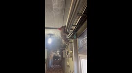 Plucky piglet clings to pipe to avoid the dinner plate