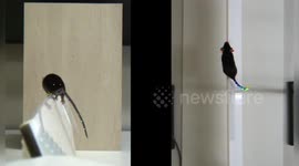 Japan: Mice Tails Crack the Code for Balance, Offering New Insights into Human Health