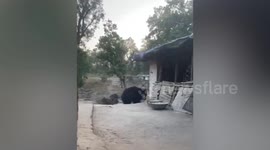 Indian man living in forest has befriended four wild bears that visit daily