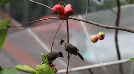 Cute two birds share a water guava meal with their partner in Tanah Datar, West Sumatra, Indonesia, on November 8, 2024.