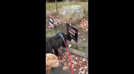 Dogs pee on Trump campaign placard in New Jersey