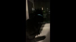 Curious furry friends marvel at Bonfire Night fireworks