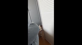 Pet dog asks owner to check on its vomit problem